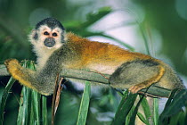 Central America Red Backed Squirrel Monkey (Saimiri oerstedii) resting on a frond. Endangered species. Manuel Antonio National Park, Costa Rica.