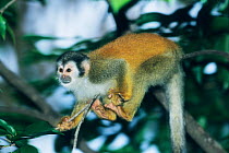 Central American Squirrel Monkey (Saimiri oerstedii) in mid-jump. Endangered species. Manuel Antonia National Park, Costa Rica.