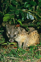 Fanaloka / Striped / Malagasy Civet (Fossa fossana) in undergrowth. Ramanofana National Park, Madagascar.
