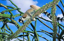 Ring-tailed Lemur (Lemur catta) climbing in "Spiny Forest" branches (Didiereaceae sp.). South-west Madagascar.