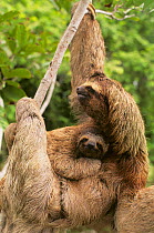 Brown Throated Three-Toed Sloth (Bradypus variegatus) female with young. Corcovado National Park, Costa Rica.