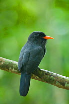 Black-fronted Nunbird (Monasa nigrifrons) perched on a branch. Rio Negro, Amazon, Brazil.
