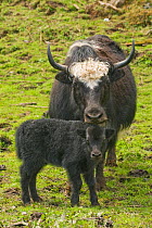 Yak (Bos grunniens) mother with calf. Pele La Pass, Himalayas, Bhutan.
