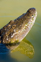 Belize / Morelet's Crocodile (Crocodylus moreletii) head emerging from water. Calakmul Biosphere Reserve, Yucatan, Mexico.