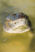 Belize or Morelet's Crocodile (Crocodylus moreletii) head emerging from water. Calakmul Biosphere Reserve, Yucatan, Mexico.