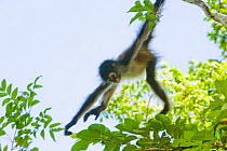 Young Yucatan Black-handed Spider Monkey (Ateles geoffroyi yucatanensis) swinging from a branch. Calakmul Biosphere Reserve, Mexico.
