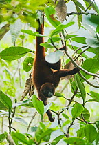 Peruvian Yellow-tailed Woolly Monkey (Oreonax flavicauda) climbing in canopy. Critically endangered. Yugas Forests, Eastern Andes, Peru.