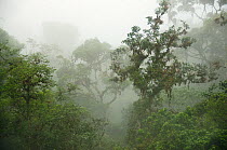 Fog shrouded canopy in Montane Rainforest, Yungas, eastern Andes, Peru.