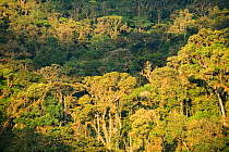 Montane rainforest at an altitude of 2000 metres. Eastern Andes, Peru.