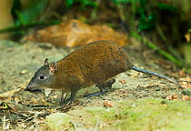 Musky Rat Kangaroo (Hypsiprymnodon moschatus); the smallest of the Macropods (Kangaroos). Wet Tropics World Heritage Area, Kuranda, Queensland, Australia.