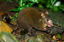 Musky Rat Kangaroo (Hypsiprymnodon moschatus); the smallest of the Macropods (Kangaroos). It is being parasatised by a tick on its neck. Wet Tropics World Heritage Area, Kuranda, Queensland, Australia...