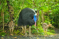 Southern / Double-Wattled Cassowary (Casuarius casuarius) male with three chicks in forest habitat. The male raises young alone. Atherton Tablelands, Queensland, Australia.