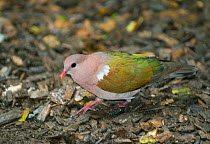 Emerald Dove (Chalcophaps indica) male on rainforest floor. Kuranda National Park, Atherton Tablelands, Queensland, Australia.