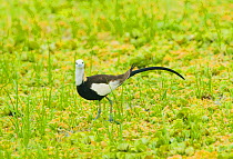 Pheasant-tailed Jacana (Hydrophasianus chirurgus) in wetland habitat. Yala National Park, Sri Lanka.
