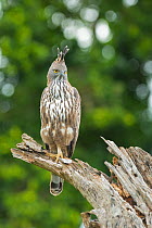 Crested / Changeable Hawk Eagle (Nisaetus cirrhatus) perched on dead log. Yala National Park, Sri Lanka.