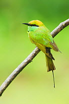 Green Bee-eater (Merops orientalis) perched on branch. Yala National Park, Sri Lanka.