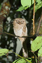 Sri Lanka Frogmouth (Batrachostomis moniliger) perching. Sinharaja Reserve, Sri Lanka.