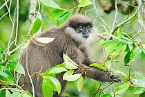 Montane Purple-faced Langur / Bear Monkey, (Trachypithecus vetelus monticola) in canopy. Highlands near Nuwara Eliya, endemic to Sri Lanka.