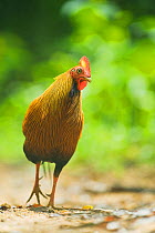 Sri Lankan Junglefowl (Gallus lafayetii) male / cock on forest path. Sinharaja Rain Forest, Sri Lanka, World Heritage Site.