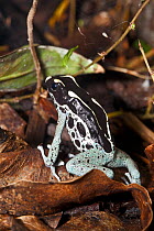 Dyeing Poison Dart Frog (Dendrobates tinctorius) in fallen leaves. Captive. Occurs the Guianas, Brazil.
