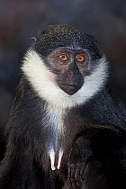 Portrait of L'Hoest's Monkey (Cercopithecus l'hoesti) female. Endangered species. Captive. Occurs Burundi, Uganda, Rwanda, DR Congo.