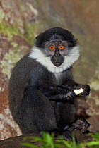 Young L'Hoest's Monkey (Cercopithecus lhoesti) with food. Endangered species. Occurs Burundi, Uganda, Rwanda, DR Congo.