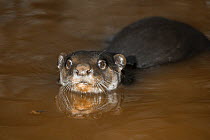 Smooth-coated / Smooth Indian Otter (Lutrogale / Lutra perspicillata) in water. Captive. Occurs India, southern China, Bhutan, Thailand, Vietnam, Laos and other SE Asian countries.