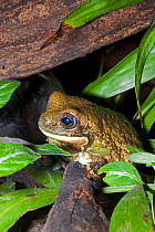 Veined Tree Frog (Phrynohyas venulosa). Captive. Occurs Central and South America east of the Andes.