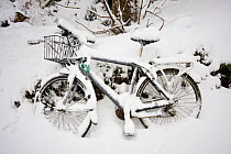 A bicycle covered in snow. The heaviest snowfall on Sark in living memory. Channel Islands, UK, December 2010.