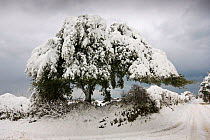 A snow-covered tree by a road. The heaviest snowfall on Sark in living memory. Channel Islands, UK, December 2010.