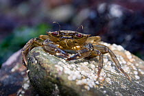 Velvet Swimming Crab (Necora / Liocarcinus puber). Channel Islands, UK, March.