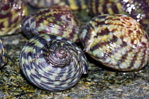 Purple Topshell / Flat Top Shells (Gibbula umbilicalis). Channel Islands, UK, April.