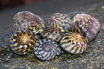 Purple Topshell / Flat Top Shells (Gibbula umbilicalis). Channel Islands, UK, April.