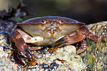 Juvenile Edible Crab (Cancer pagurus). Channel Islands, UK, April.