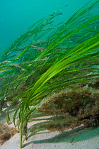 Eel Grass (Zostera marina) swaying in the current. Channel Islands, UK, May.