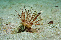 Tube Anemone (Cerianthus lloydii). Channel Islands, UK, May.