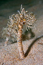 Sand Mason Worm (Lanice conchilega). Channel Islands, UK, May.
