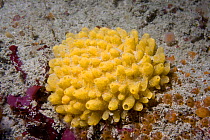 Yellow Hedgehog Sponge (Polymastia boletiformis). Channel Islands, UK, May.