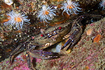 Velvet Swimming Crab (Necora / Liocarcinus puber) beneath three sea anemones. Channel Islands, UK, May.