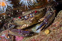 Velvet Swimming Crab (Liocarcinus / Necora puber). Channel Islands, UK, May.