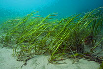 Eel Grass (Zostera marina) swaying in the current. Channel Islands, UK, May.
