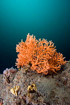 Pink Sea Fan / Warty Coral (Eunicella verrucosa). Channel Islands, UK, June.