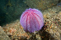 Common Sea Urchin (Echinus esculentus). Channel Islands, UK, June.