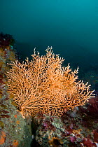 Pink Sea Fan / Warty Coral (Eunicella verrucosa). Channel Islands, UK, June.