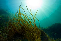 Eel Grass (Zostera marina) against a sunlit water surface. Channel Islands, UK, June.