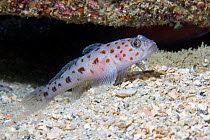 Leopard-spotted Goby (Thorogobius ephippiatus). Channel Islands, UK, June.