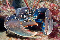 European Lobster (Homarus gammarus) brandishing a claw. Channel Islands, UK, June.