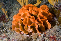 Potato Crisp Bryozoan / Ross Coral (Pentapora foliacea / fascialis). Channel Islands, UK, June.