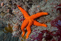 Soapy Starfish / Red Seastar (Echinaster sepositus). Channel Islands, UK, June.