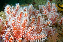 Red Fingers Soft Coral (Alcyonium glomeratum). Channel Islands, UK, June.